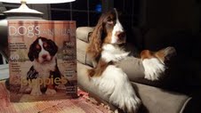 English Springer Spaniel 'Buddy' posing with his Dogs In Canada Annual cover shoot magazine